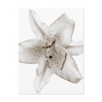 Asiatic Lily Post Card