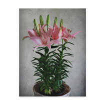 Asiatic Lily Post Cards