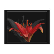 Asiatic Lily Postcard