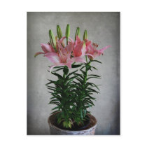 Asiatic Lily Postcard