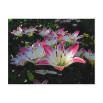 Asiatic Lily ~ postcard