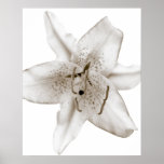 Asiatic Lily Poster