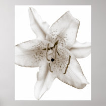 Asiatic Lily Poster