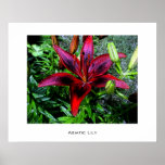 Asiatic Lily posters