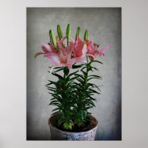 Asiatic Lily Print