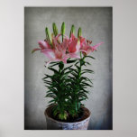 Asiatic Lily Print