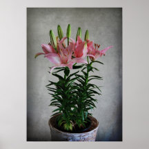 Asiatic Lily Print