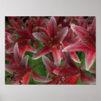 Asiatic Lily Print