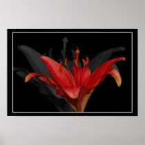 Asiatic Lily Print