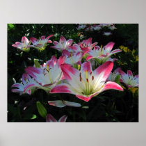 Asiatic Lily ~ print