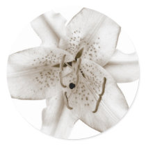 Asiatic Lily Sticker