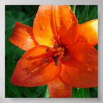 Asiatic lily wall art posters