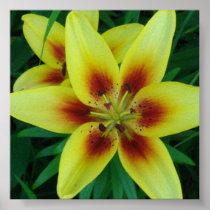 Asiatic Lily  Wallart Poster