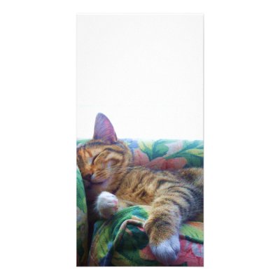 Asleep in the Sun Photo Cards by jaderenee