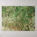 Asparagus Berries posters