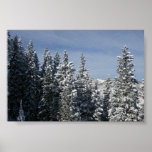 Aspen - Buttermilk Moutain tree tops Print