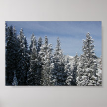 Aspen - Buttermilk Moutain tree tops Print