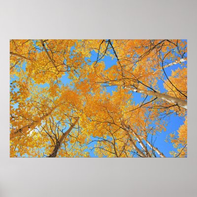 Aspen Ceiling Posters by ShotByAWolf