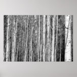 Aspen Forest posters