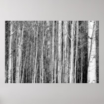 Aspen Forest Posters