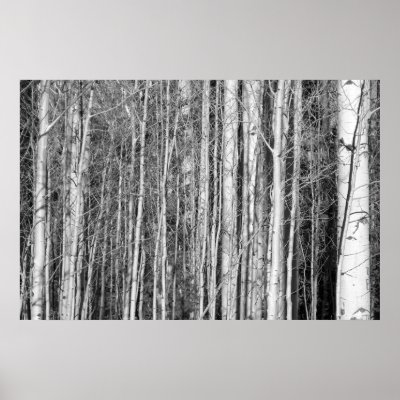 Aspen Forest Posters by TranquilityPhoto