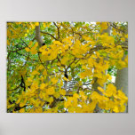 Aspen Gold posters