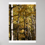 Aspen Gold Posters