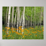 Aspen Grove and Wildflower Meadow Poster
