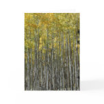 Aspen Grove card