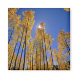 Aspen grove in autumn in the San Juan Range of