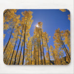 Aspen grove in autumn in the San Juan Range of