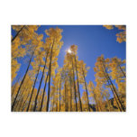 Aspen grove in autumn in the San Juan Range of