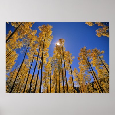 Aspen grove in autumn in the San Juan Range of Posters