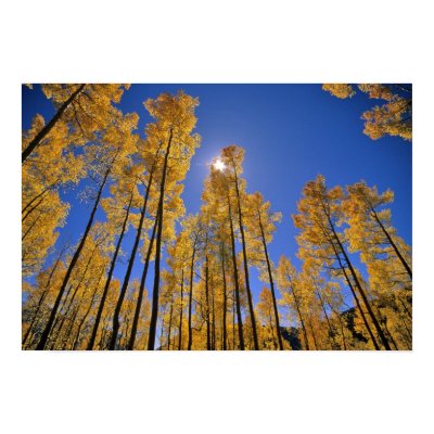 Aspen grove in autumn in the San Juan Range of Posters by danitadelimont