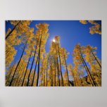 Aspen grove in autumn in the San Juan Range of Posters
