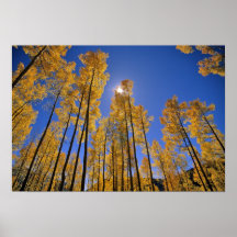 Aspen grove in autumn in the San Juan Range of Posters