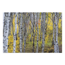 Aspen grove in peak fall colour in Glacier