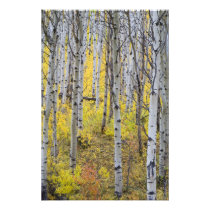 Aspen grove in peak fall colour in Glacier