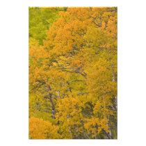 Aspen grove in peak fall colours near East