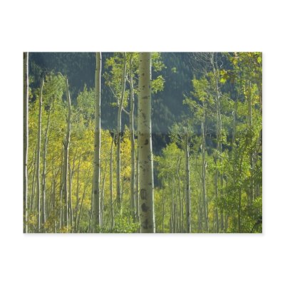 Aspen Grove Post Cards by mimimanley