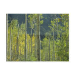 Aspen Grove postcards
