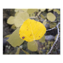 Aspen Leaf Close Up Photo Print