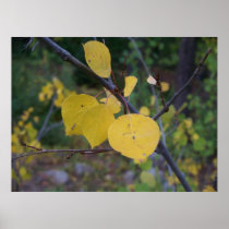 Aspen Leaves Posters