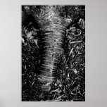 Aspen root poster