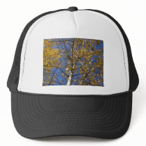 Aspen tree looking up through yellow leaves. hat