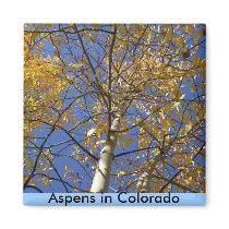 Aspen tree looking up through yellow leaves. magnets