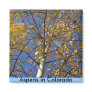 Aspen tree looking up through yellow leaves. magnets