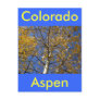 Aspen tree looking up through yellow leaves. postcard