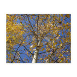 Aspen tree looking up through yellow leaves. post cards