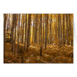 aspen trees_23